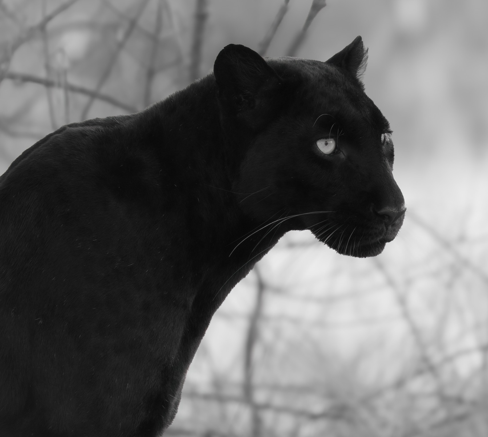 Black Panther looking away